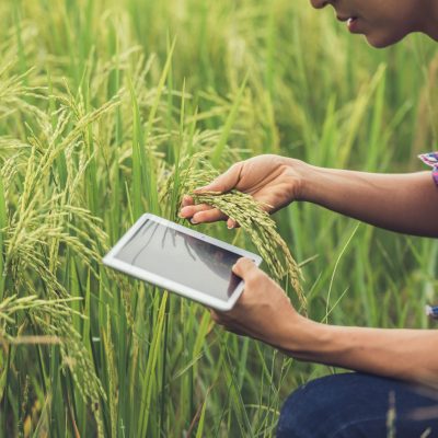 Farmer standing in a rice field with a tablet.